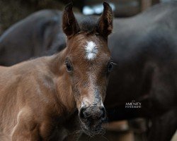 foal Call me Manhattan (Deutsches Sportpferd, 2024, from Consantos)