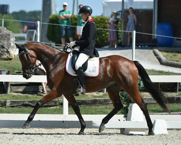 Zuchtstute Gräfin Annabel (Trakehner, 2010, von Tambour)