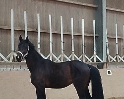 dressage horse Sir Valentin 8 (Westphalian, 2021, from Vivat Rex)