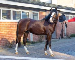 stallion Tivoli III JK WE (Welsh-Pony (Section B), 2020, from Tizian)