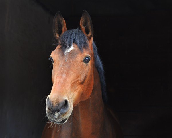 dressage horse Fantast 303 (Hanoverian, 2016, from Fürst Belissaro)