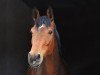 dressage horse Fantast 303 (Hanoverian, 2016, from Fürst Belissaro)