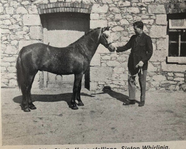 Deckhengst Sinton Whirligig (Welsh Pony (Sek.B), 1965, von Sinton Gyration)