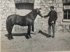 Deckhengst Sinton Whirligig (Welsh Pony (Sek.B), 1965, von Sinton Gyration)