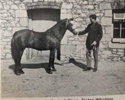 stallion Sinton Whirligig (Welsh-Pony (Section B), 1965, from Sinton Gyration)