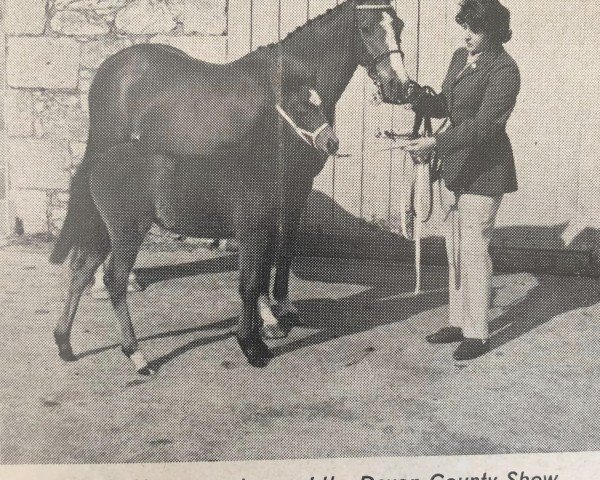Zuchtstute Criban Ninon (Welsh Pony (Sek.B), 1956, von Bwlch Valentino)