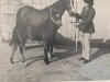 broodmare Criban Ninon (Welsh-Pony (Section B), 1956, from Bwlch Valentino)