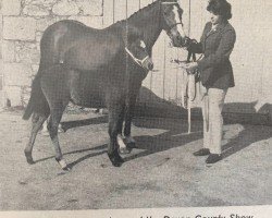 broodmare Criban Ninon (Welsh-Pony (Section B), 1956, from Bwlch Valentino)