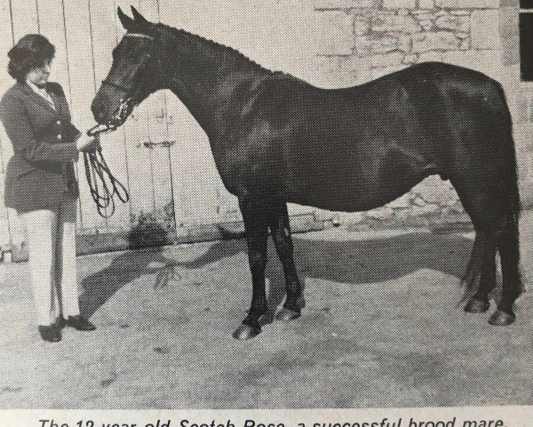 Zuchtstute Scotch Rose (British Riding Pony, 1956, von Dropscotch xx)