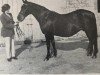 broodmare Scotch Rose (British Riding Pony, 1956, from Dropscotch xx)