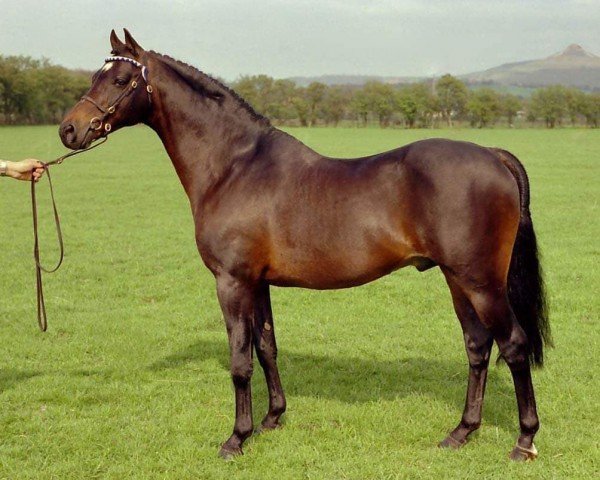 stallion Vean Cockalorum (British Riding Pony, 1972, from Gaulden Gamecock)