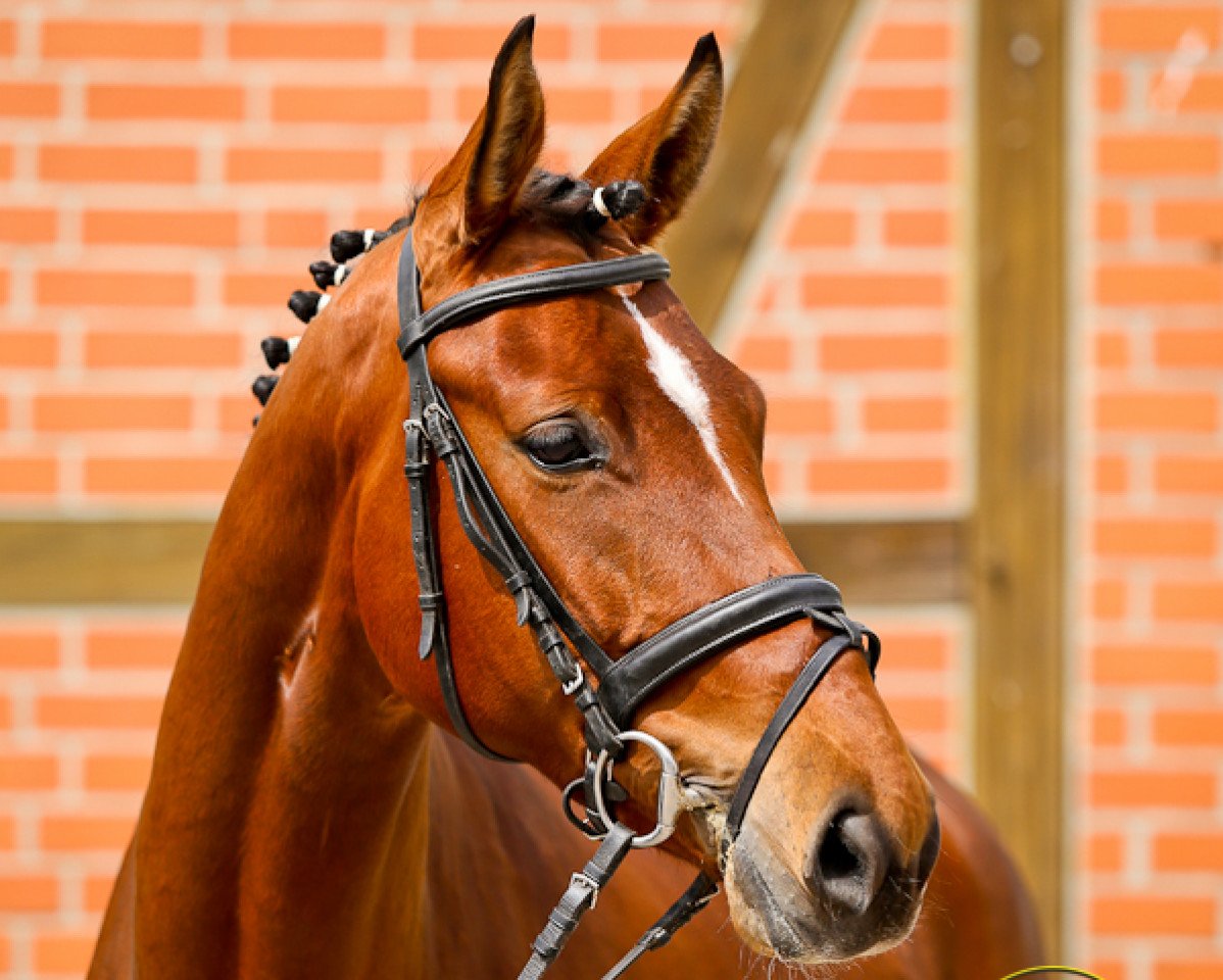 broodmare Barcelona - Ra (Hanoverian, 2011, from Bequia)