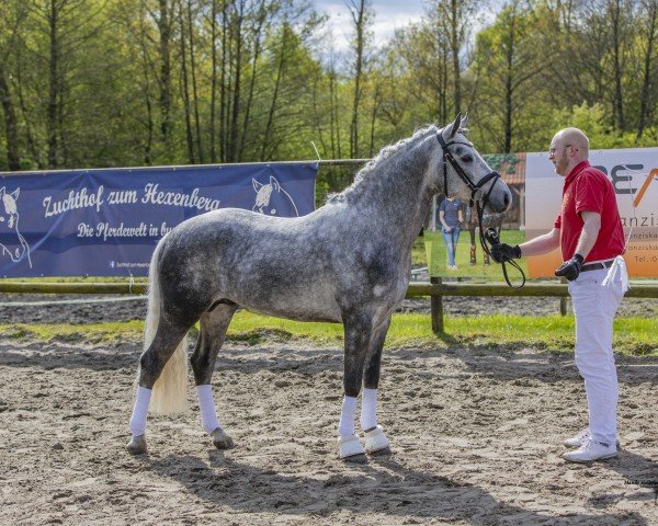 Deckhengst Connor DK (Connemara-Pony, 2020, von Carraig Eibhir)