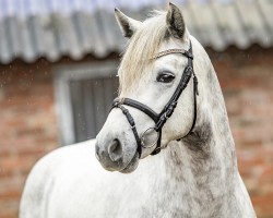 Pferd Celtic DK (Connemara-Pony, 2021, von Ekely's Chance)