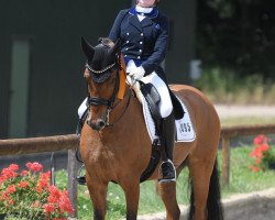 dressage horse Don Henley 4 (German Riding Pony, 2009, from FS Don't Worry)