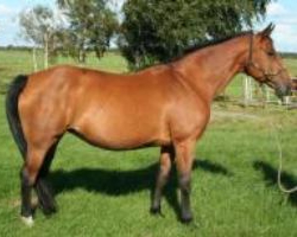 broodmare Ronja (Hanoverian, 1992, from Ramiro Z)