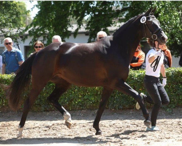 jumper Winterflocke (Trakehner, 2015, from Ovaro)