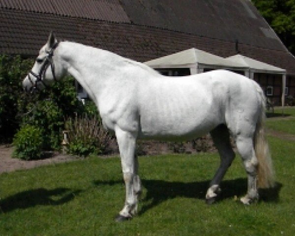 Zuchtstute Norlunds Gabrielle (Connemara-Pony, 1993, von Frederiksminde Hazy Marvel 8 C)