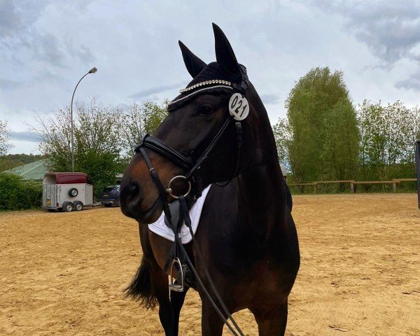 dressage horse Finesse Chérie (Hanoverian, 2015, from Finest)