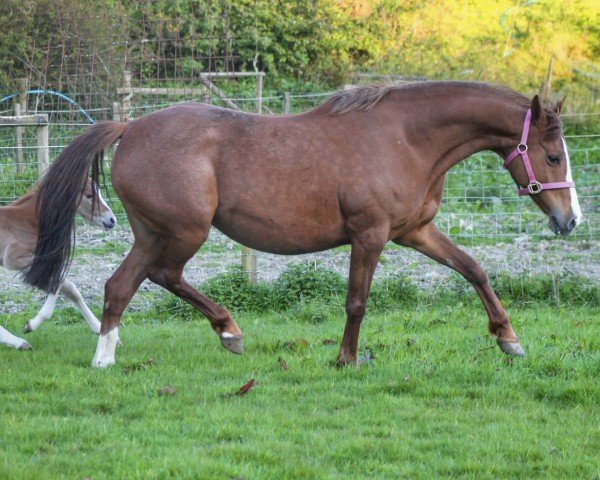 Zuchtstute Rooks Rhythm (Deutsches Reitpony,  , von FS Don't Worry)