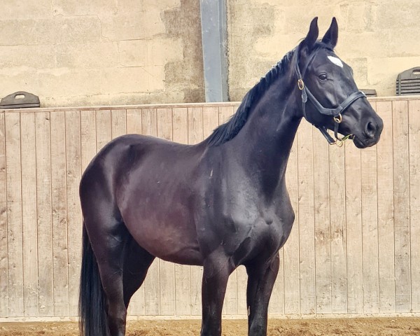 dressage horse Fidano / Aljano (Holsteiner, 2021, from Fidano)