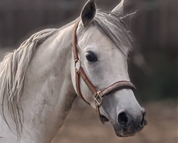 horse Aukoppels Nächstenliebe (German Riding Pony, 2014, from Nuts)