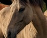 dressage horse Aukoppels Doktor King Schultz (German Riding Pony, 2022, from Don Papa WE)