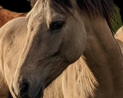 Dressurpferd Aukoppels Doktor King Schultz (Deutsches Reitpony, 2022, von Don Papa WE)