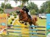 dressage horse Dablin Dubbeldam (German Riding Pony, 2009, from Reitland's Du oder Keiner)