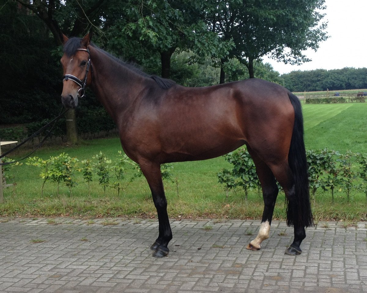 dressage horse Rosali (Oldenburg, 2012, from Blue Hors Romanov)