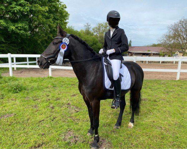 dressage horse Jack 580 (unknown, 2016)