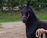 dressage horse Kleine Sniper (Westphalian, 2023, from Kent Nagano WE)