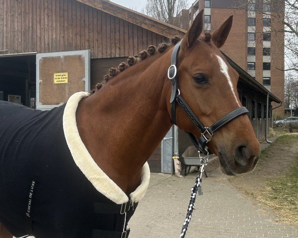 dressage horse MN Zauberer (German Riding Pony, 2015, from Zahib ox)