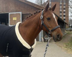 dressage horse MN Zauberer (Deutsches Reitpony, 2015, from Zahib ox)