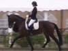 dressage horse Vaiana 26 (Westphalian, 2018, from Vito Corleone S)