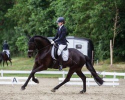 dressage horse Tequila 326 (unknown, 2017)