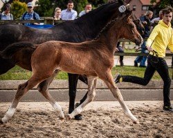 horse Caron Noir (Hanoverian, 2023, from Contendro I)