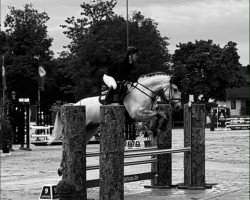 jumper Charles Owen WV (Oldenburg show jumper, 2017, from Cornet Obolensky)