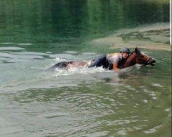 dressage horse Nettes Kerlchen (German Riding Pony, 2001, from Nantano)