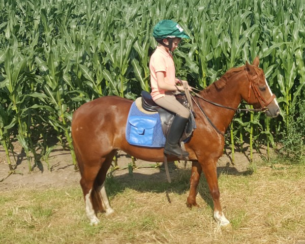 Pferd Cleo (Welsh Pony (Sek.B), 1997, von Conrado)