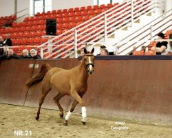 Springpferd HET Lao's Liebste (Deutsches Reitpony, 2021, von Lucky Lao)