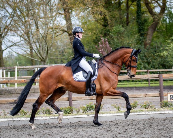 dressage horse Dobby W 3 (Hanoverian, 2016, from Damsey FRH)