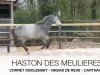 Springpferd Haston des Meulières (Selle Français, 2017, von Cornet Obolensky)