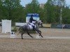 dressage horse Die Kleine Eisfee (German Riding Pony, 2015, from D-Day AT)