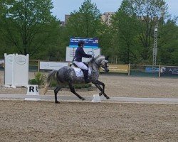 dressage horse Die Kleine Eisfee (German Riding Pony, 2015, from D-Day AT)