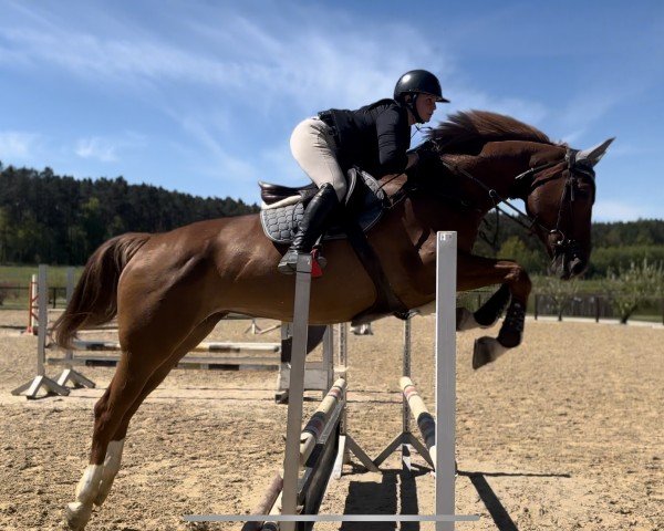 jumper Qualibra (Hanoverian, 2019, from FRH Quaid)