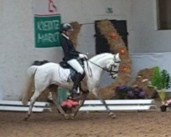 dressage horse Das kleine weiße Pony (Welsh-Pony (Section B), 2016)