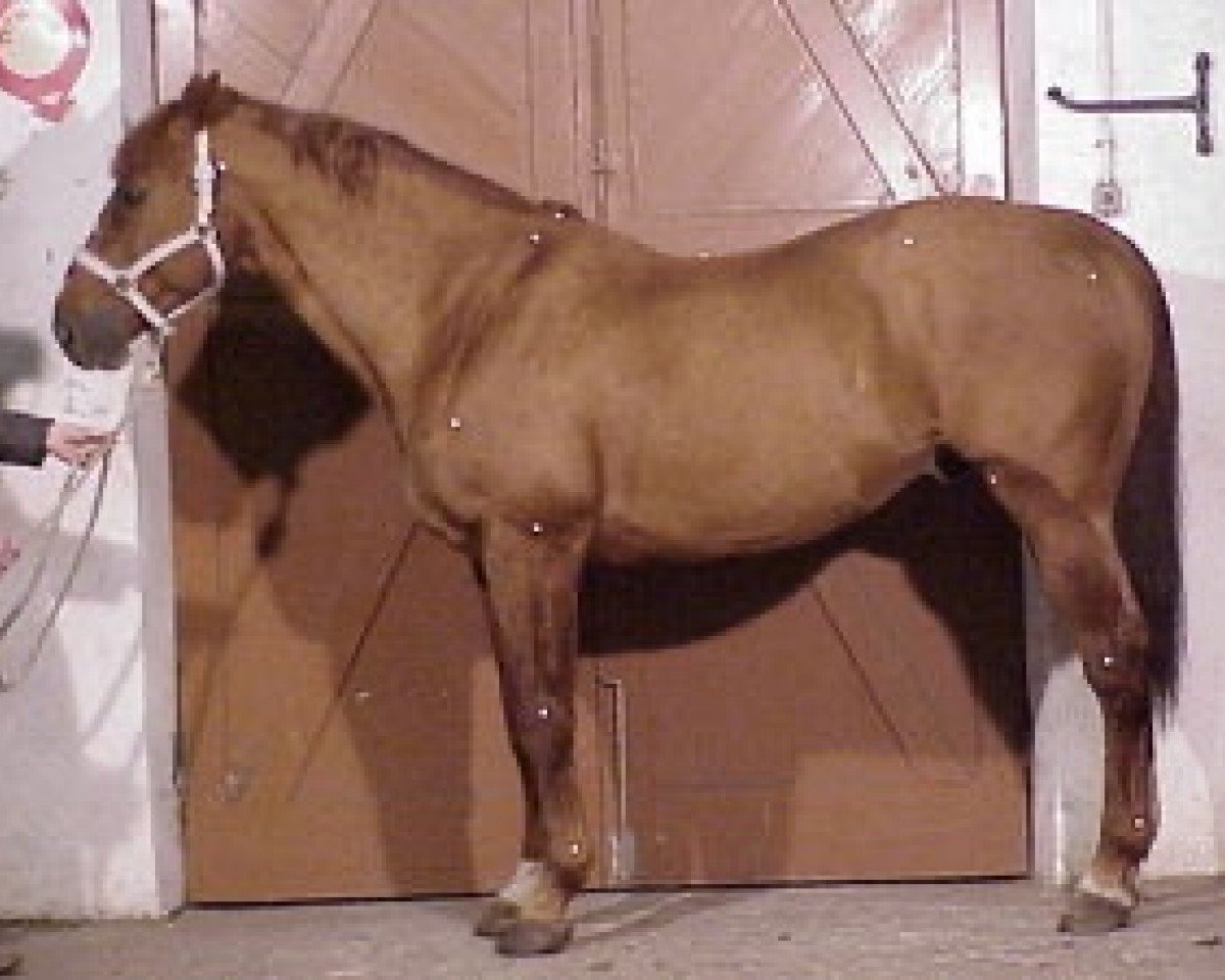 stallion Birdy du Gisors (Selle Français, 1989, from Le Tot de Semilly)
