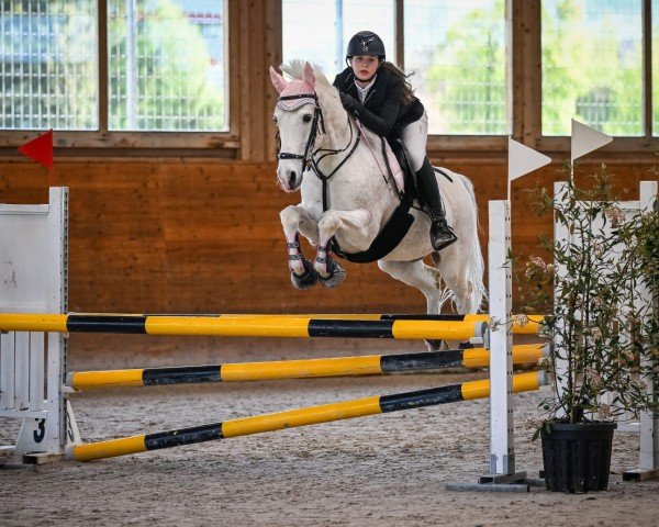 jumper Rebel de Blonde (French Pony, 2005, from Rotherwood Ambassador)