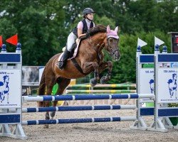 Springpferd Red Rookie CH (Schweizer Warmblut, 2007, von Red Chillie)